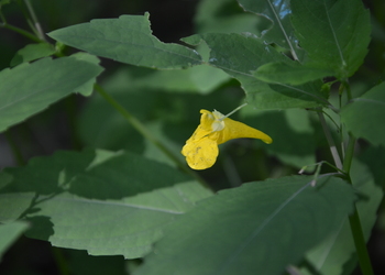 Großes Springkraut (Impatiens noli-tangere) - © Bernard Wieser